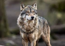 Our service matches you with a certified designer who will design your space on time, on budget, and all online. Bill To Greatly Expand Wolf Hunting In Idaho Heads To Governor The Scientist Magazine