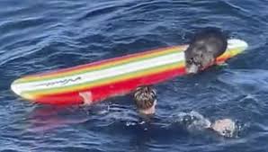 sea otter haring surfers in california