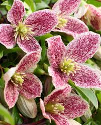 Top 10 Plants For Winter Colour Hayloft
