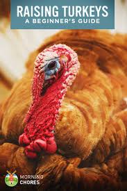 That turkey has devoured your garden and scared away the birds you so enjoyed seeing at the … read more Raising Turkeys How To Raise Turkeys For Meat And Profit