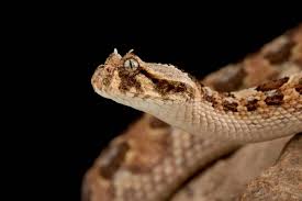 saw scaled viper stock photos royalty