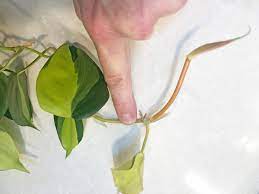 philodendron brasil 9 simple care and