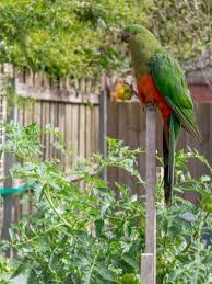 Protecting Tomato Plants From Birds