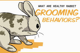 Self Grooming Behaviors In Rabbits