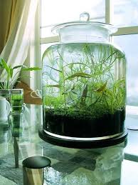 Indoor Water Garden In Glass Container