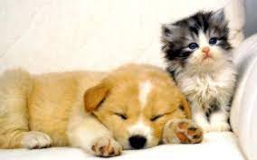 Cute Cats and Dogs Wallpapers - Top ...