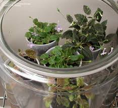 We did not find results for: African Violets And Gesneriads Micro Mini Sinningias 1 By Keyring
