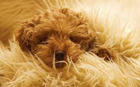 10 pictures of dogs and rugs cute