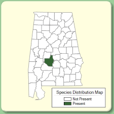 Valerianella dentata - Species Page - APA: Alabama Plant Atlas