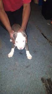 Pitbull our puppies are well socialized with animals and sounds. Pit Bull Puppies Pets And Animals For Sale Pennsylvania