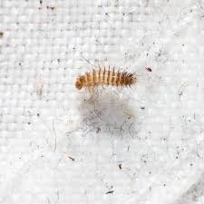 carpet beetle larvae