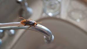 7 tiny black bugs in kitchen sinks