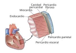 Imagenes del corazon para dibujar con sus partes. Capas Del Corazon Humano Histologia Descripcion Y Funciones