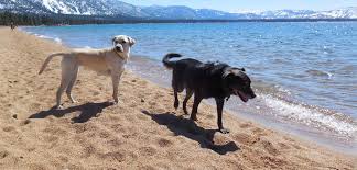 lake tahoe dog beaches beach bliss at