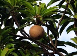 Sapota (manilkara achras forb.) is an evergreen tropical tree, the fruit of which is used fresh and processed. Sapota Farming Chiku Planting Care Harvesting Agri Farming