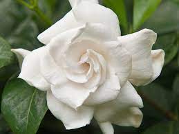 Gardenias White Roses Of The Tropics