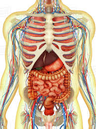 Introduction to the structure of the ribcage and ribs: Transparent Human Body With Internal Organs Nervous System Lymphatic System And Circulatory System Stock Photo Dissolve