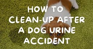 clean up after a dog urine accident