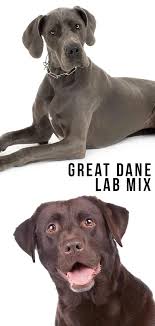 Great danes are one of the gentlest breeds around. Great Dane Lab Mix Breed Information Center Discover The Labradane