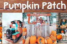 5th Annual Pumpkin Patch At Community