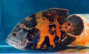 Oscar Fish Care Facts Information