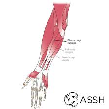 It contains both flexor tendon superficialis and flexor tendon profundus. Body Anatomy Upper Extremity Tendons The Hand Society