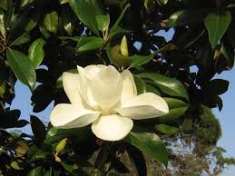 Its white flowers are the state flower of another shorter magnolia tree species is the umbrella magnolia. Pin On Southern Style