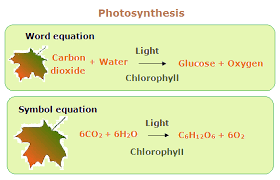 the equation for photosynthesis