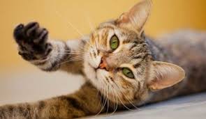 Image result for a cat stretching