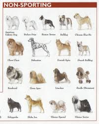 Medium Dog Breeds Chart Goldenacresdogs Com