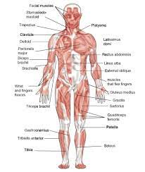 Take into account the maximum number of marks available. 13 16 Skeletal Muscles Biology Libretexts