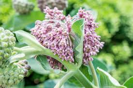 how to grow and care for common milkweed