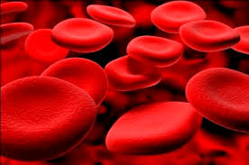 Image result for sel darah merah manusia