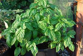 Growing Basil In Containers