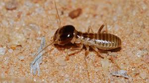 Harvester Termites Pests And Diseases