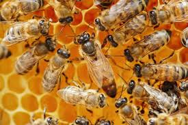 Why Honeybees Are Attracted To Your Home