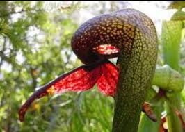 نباتات الزينة - زهرة الكوبرا Cobra Flower 🐍 وتسمى أيضا... | Facebook