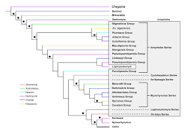 The Phylogeny And Classification Of Anopheles Intechopen