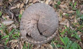 Pangolins are the only scaled mammal in the world. Scaling Up Pangolin Conservation Like Never Before Iucn