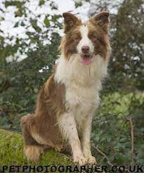 border collie puppies