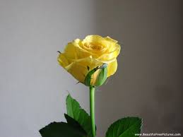 single yellow rose for carol flowers