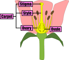 structure of a flower mr ruel tuition