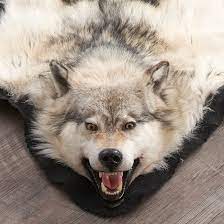 arctic wolf skin rug ep4155125b