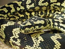jungle carpet python branson s wild world