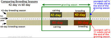 Your Cattle Breeding Season Should Only Last 42 Days