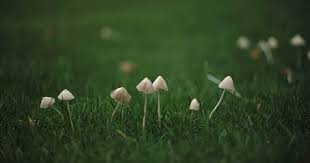 Mushroom grass seeds are a type of seed that has a 1/40 / 1/50 chance to drop from harvesting glowing mushrooms. How To Get Rid Of Mushrooms In Yard Once And For All Lawn Chick