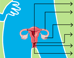 How The Female Reproductive System Works Girlshealth Gov