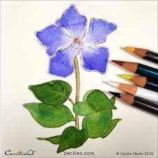 watercolor for beginners blue flower