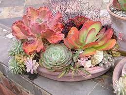 growing succulents in containers
