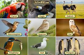 diffe types of birds list with